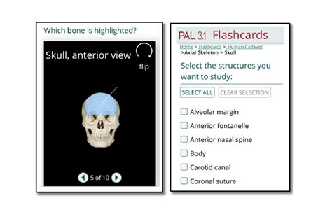 pals lab test flashcard